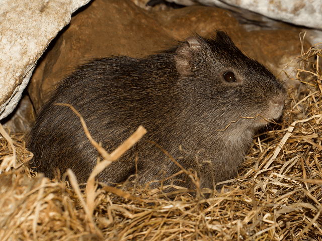 Morča divé, lat. Cavia aparea